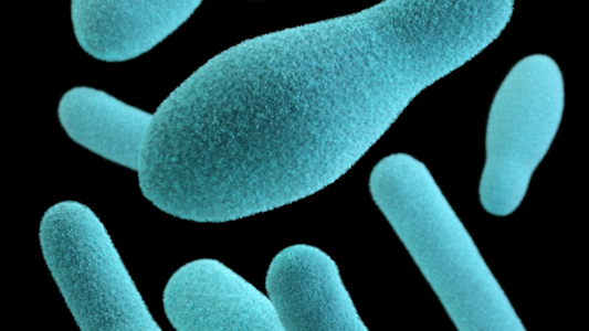 Prebiotics vs Probiotics : What Should You Choose?