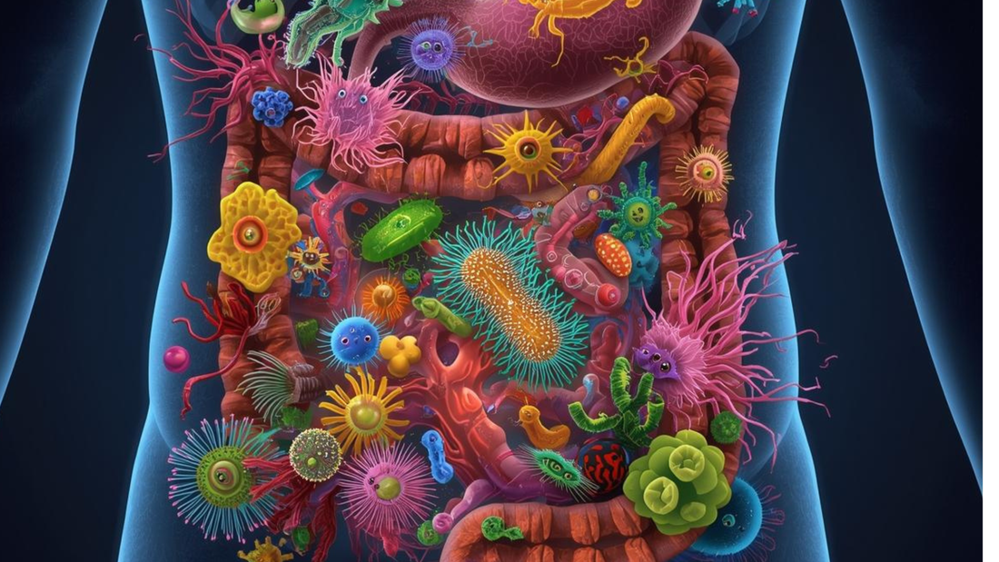 Gut Microbiome & Longevity: What Science Reveals