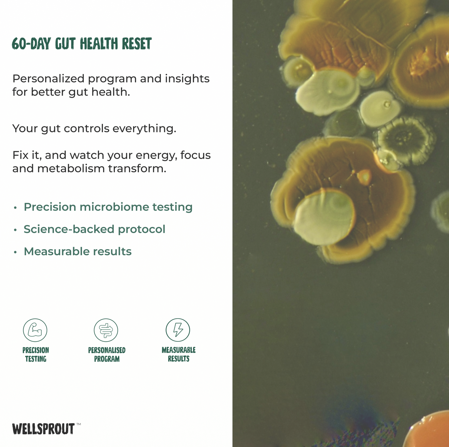 60-Day Gut Health Reset program by Wellsprout with gut microbiome imagery.