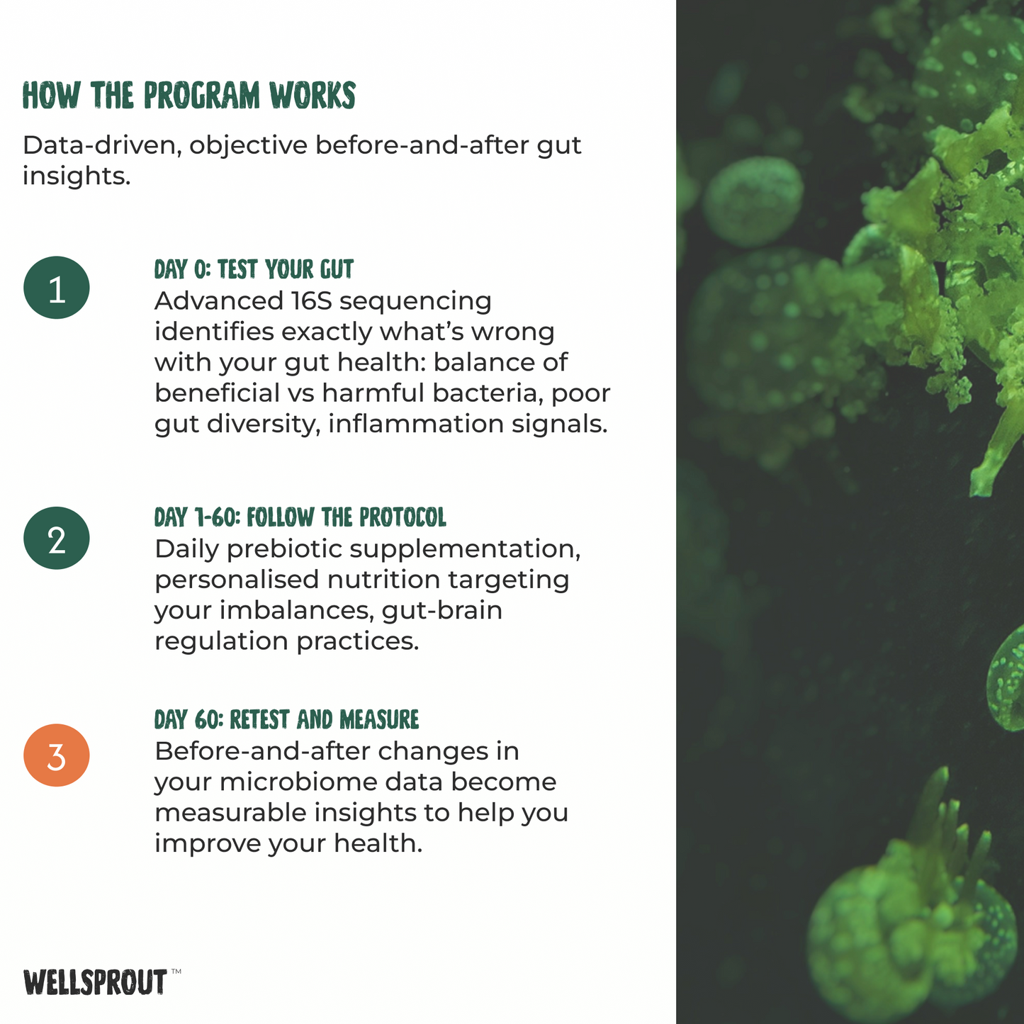 Wellsprout program description with gut microbiome graphics on a white background